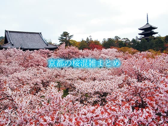 【京都の桜名所混雑2024】 平日・土日(見頃時期)！バス&ライトアップ混雑回避